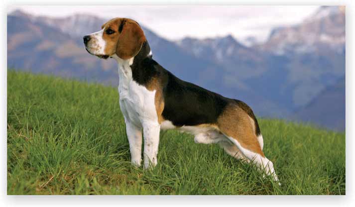 Beagles