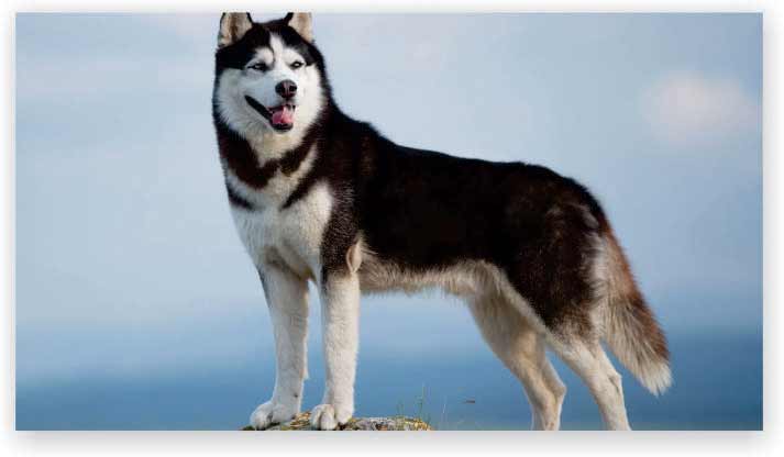 Siberian Husky