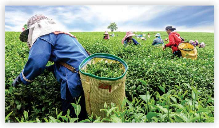 Tea Plantation