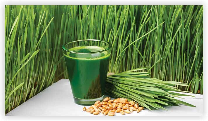 Wheatgrass juice