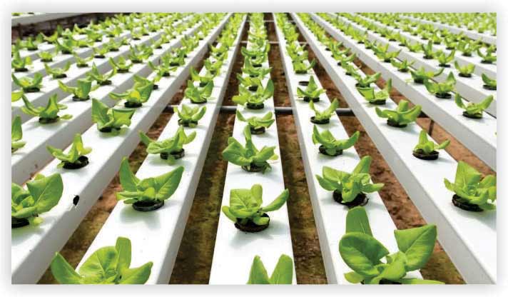 A Hydroponic Farm