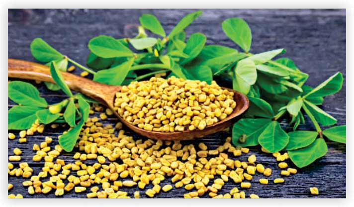 Fenugreek