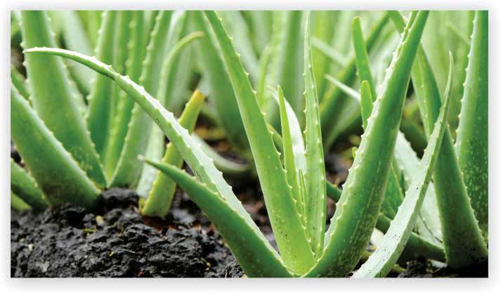 Aloe Vera