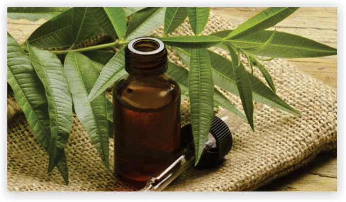 Tea Tree Oil