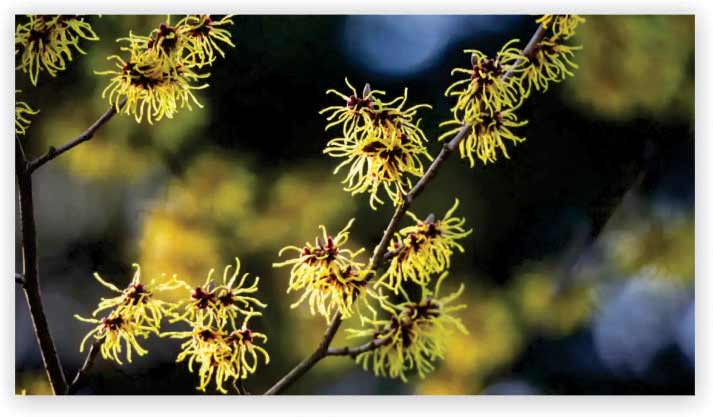 Witch Hazel